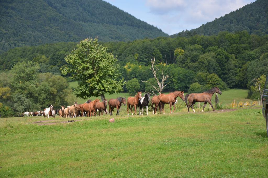 مبيت وإفطار Oberhaslach Le Neufeld المظهر الخارجي الصورة