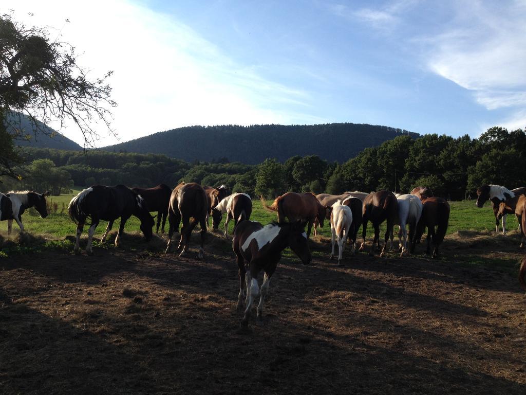 مبيت وإفطار Oberhaslach Le Neufeld المظهر الخارجي الصورة